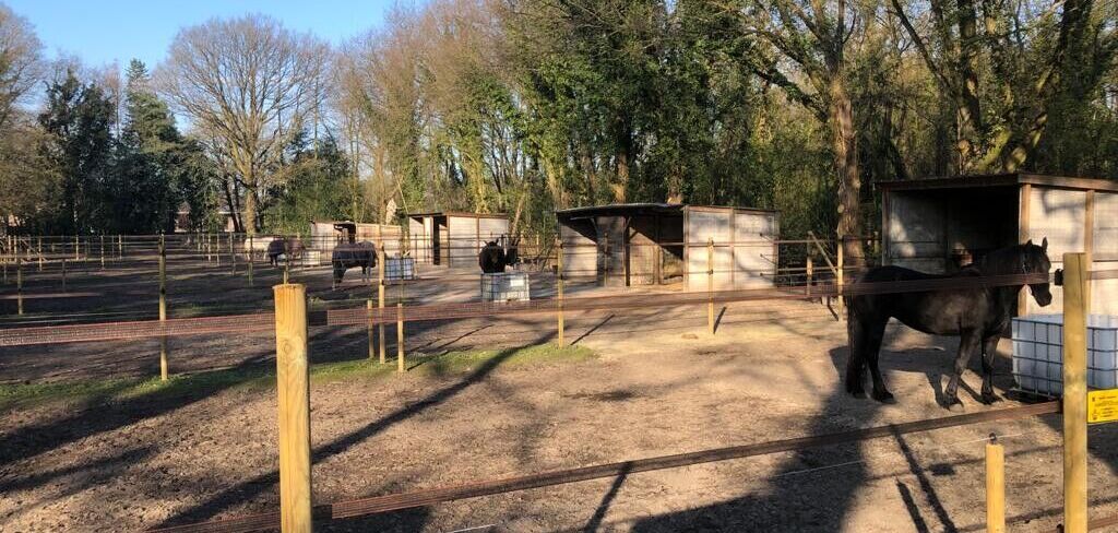 Specifieke paardenopleiding