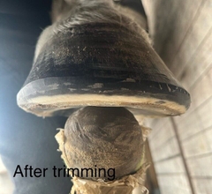 Trimdag op onze locatie * PRAKTIJK/NDL * 07-02-26