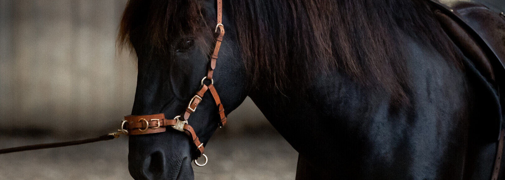 De Cavesal® en lederen teugels in een NIEUWE kleur! - LICHT BRUIN -