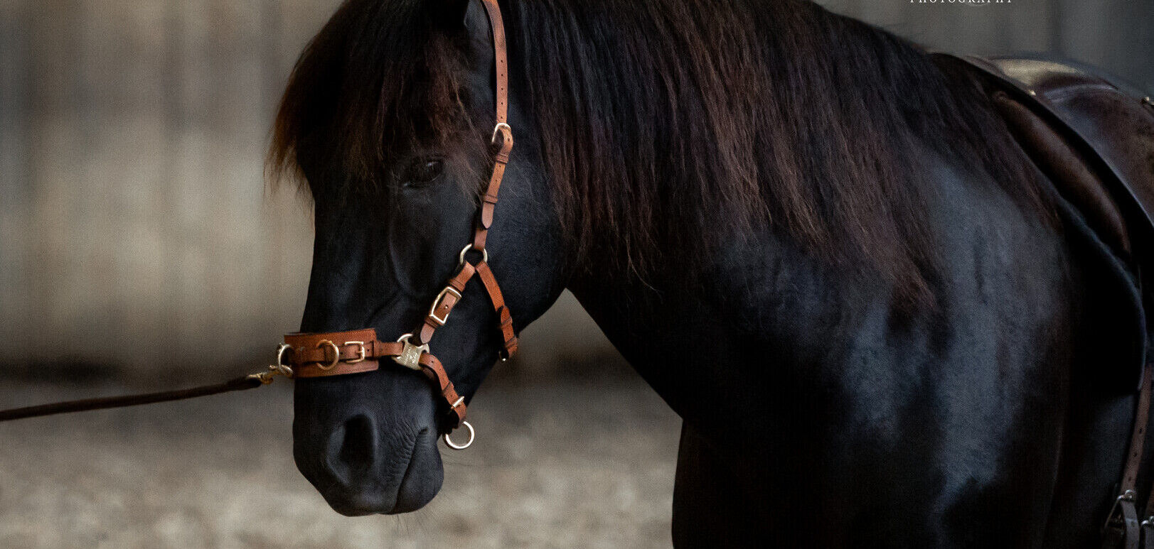 De Cavesal® en lederen teugels in een NIEUWE kleur! - LICHT BRUIN -