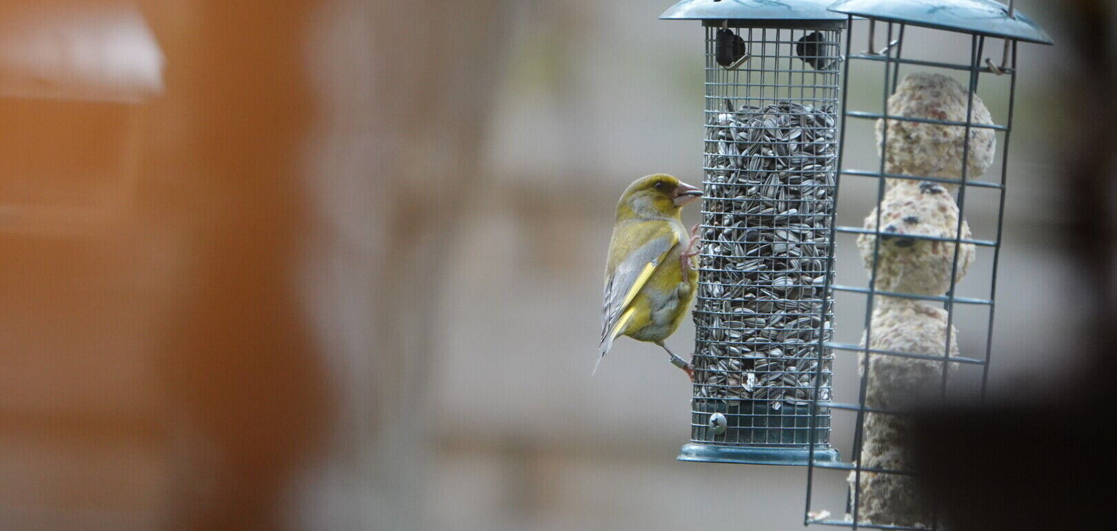 Algemene voorwaarden