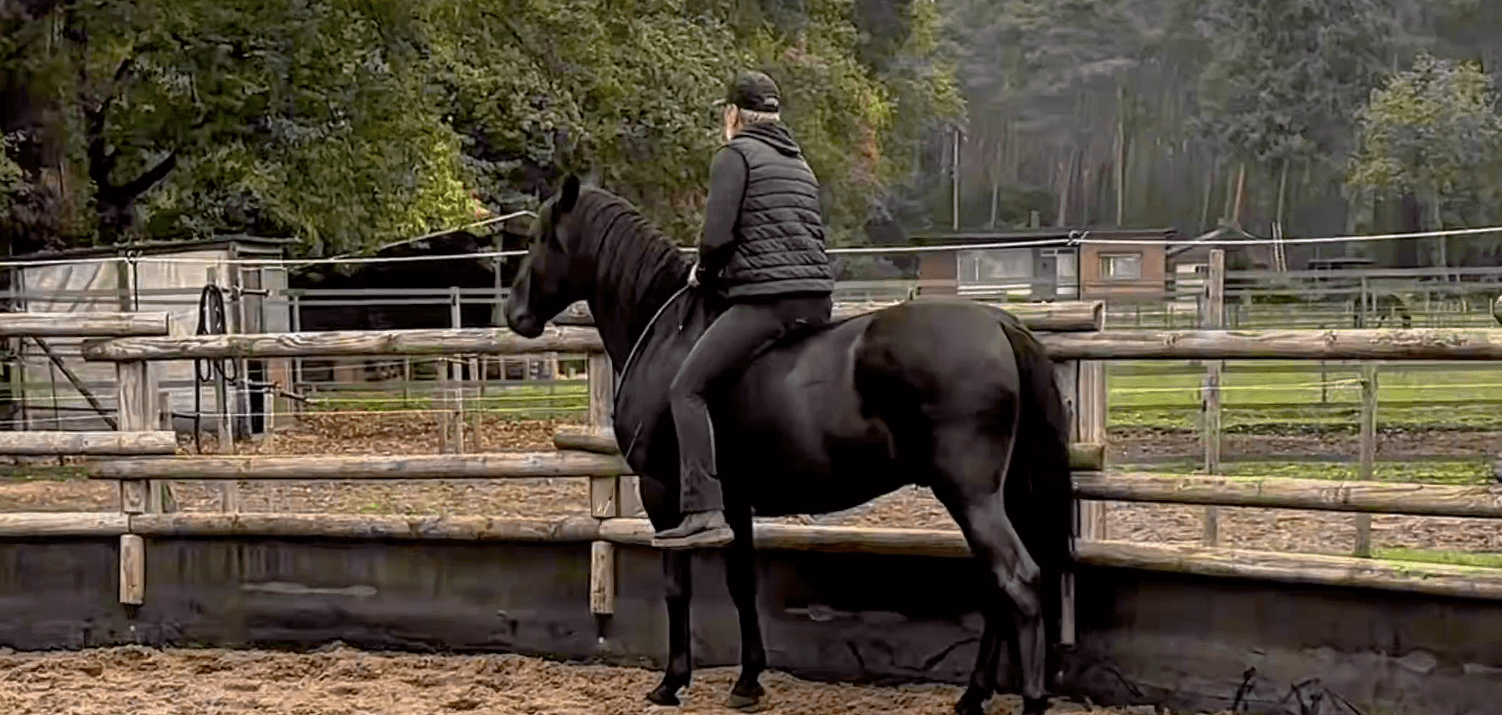 Met Bandolero in the round pen - PRE hengst