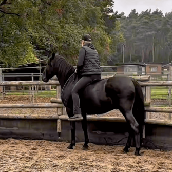 Met Bandolero in the round pen - PRE hengst