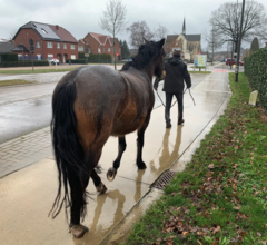 Specifieke paardenopleiding