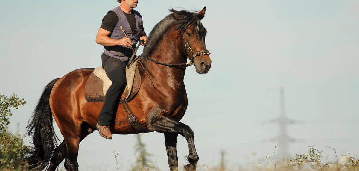 Premium Following position