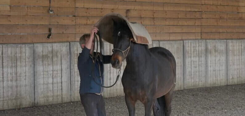 Desensitising Part 2 [BASIS]